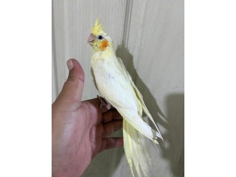 53 günlük evcil lutino bebek sultan papağanı