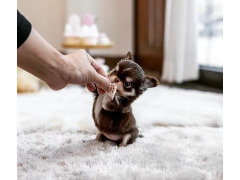 Three color wc eğitimli longhair chihuahua