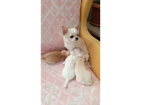 Şivava (chihuahua) yavrusu