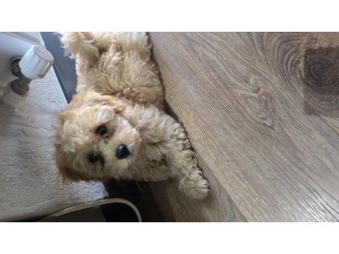 Maltipoo 2 aylık dişi ve erkek