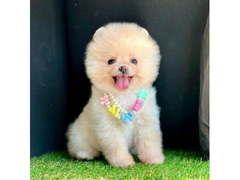 Safkan pomeranian boo bebekler
