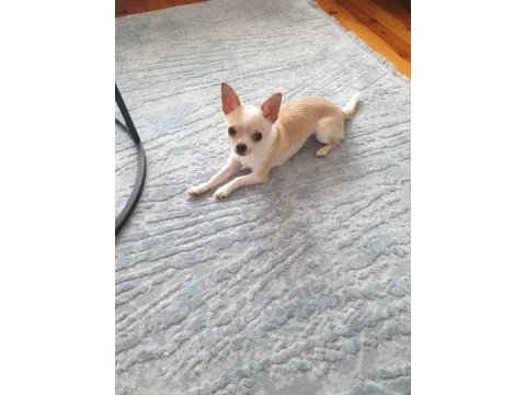 Teacup chihuahua