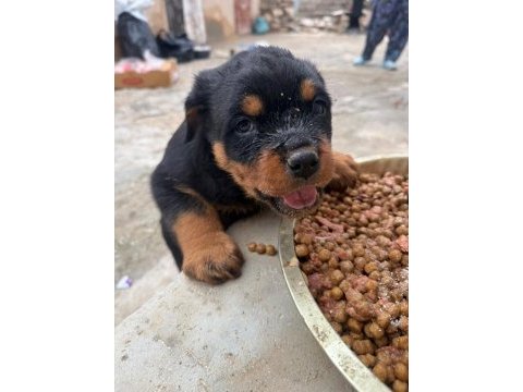 Son 3 erkek koca kafa rottweiler yavrular