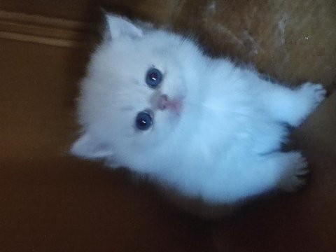 Safkan british longhair bebekler