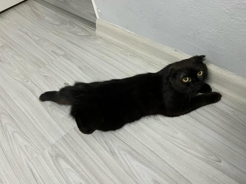 Siyah scottish fold kızımıza yuva arıyoruz