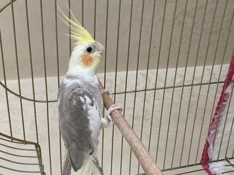 Sultan papağanı