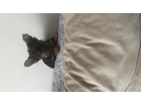 Safkan minik prenses minik prens yorkshire terrier