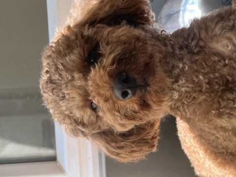 Toy poodle 10 aylık