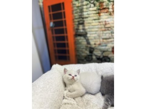 British shorthair güzellikleri @petclubadanaa