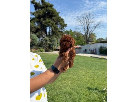Kore toy poodle bebeklerimiz