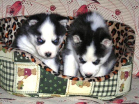 Satılık husky yavrularımız yeni sahiplerini arıyor