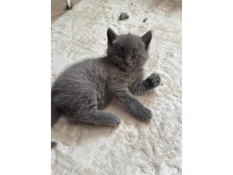 6 mart doğumlu british shorthair yavrular 2 adet