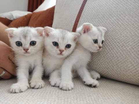 Kırık ve dik kulak yavru scottish kediler