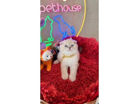 Scottish fold ayı suratlı son derece safkan