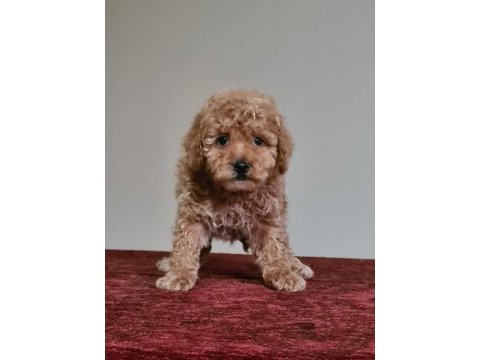 Erkek apricot toy poodle bebekler