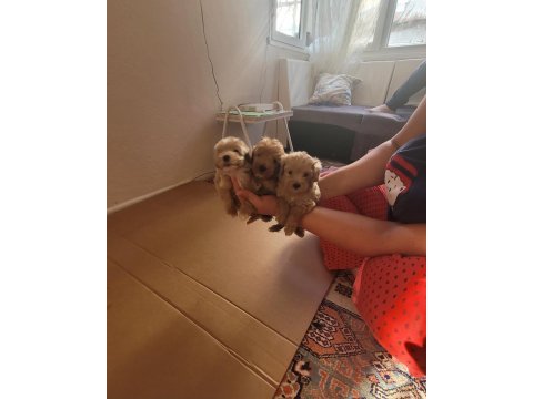 Yok böyle kalite maltipoo minişler