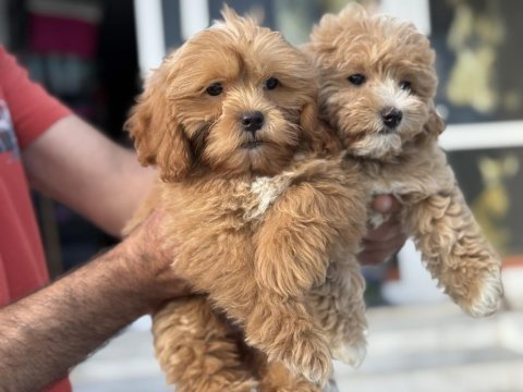 Petmode köpek çiftliğinden kore maltipoo yavrular