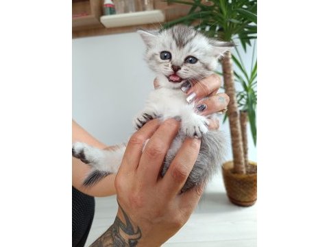 Silver blue point güzeller güzeli british longhair yavrular
