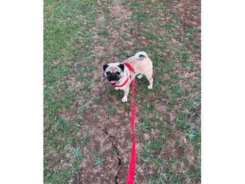 Pug damızlık dişi erkek