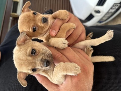 Tea cup pinscher bebekler