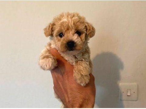 Mükemmel kalite maltipoo bebekler