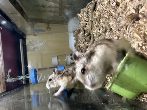 Gonzales hamster hepsi dişi