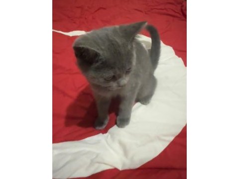 3 aylık çok tatlı uyguna british shorthair