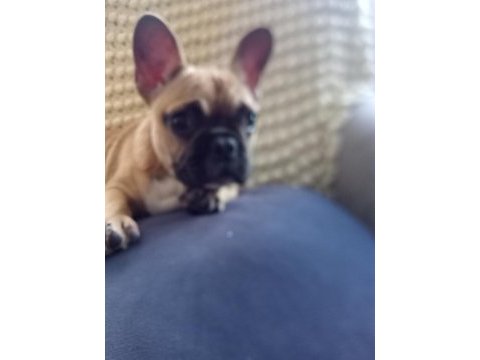 3 aylık yavru french bulldog konuşulur