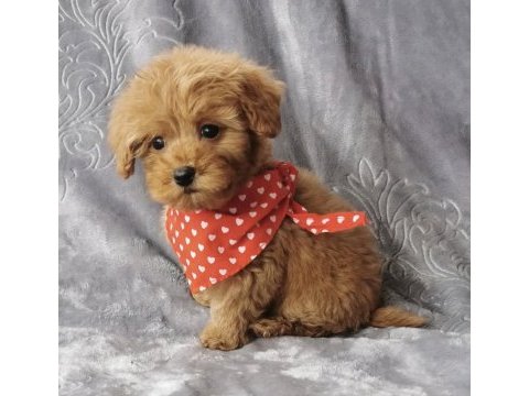 Muhteşem anatomili maltipoo bebeklerimiz!