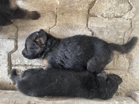 A kalite alman kurdu yavruları