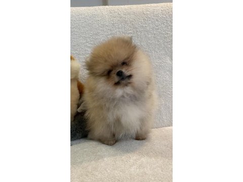 Orange pomeranian boo