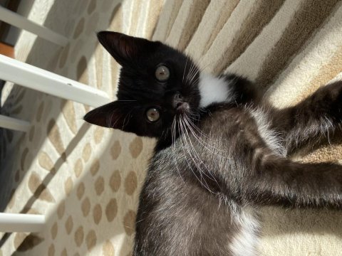Leydi chinchilla kızımıza kalıcı yuva arıyoruz