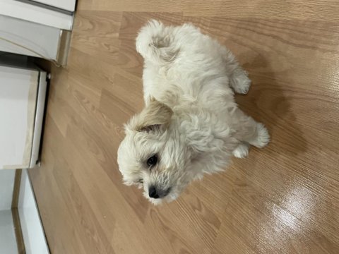 2 aylık dişi maltipoo