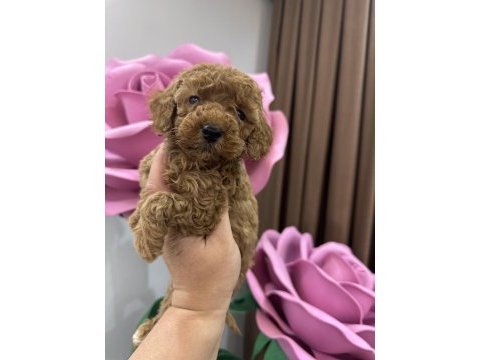 Toy poodle köpeğimiz