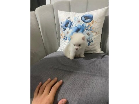 Pomeranian erkek bebek