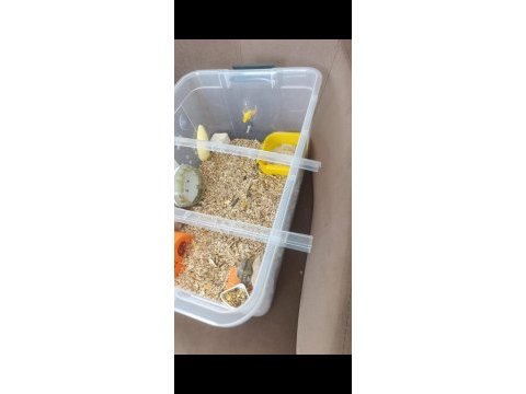 Kayseri gonzales hamster