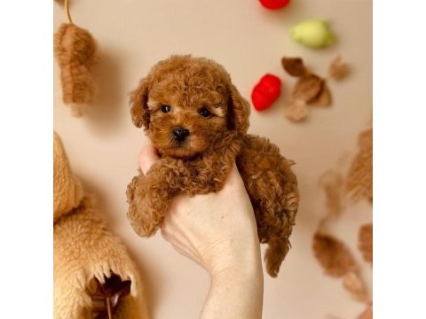 Tuvalet eğitimli sevimli toy poodle bebekler