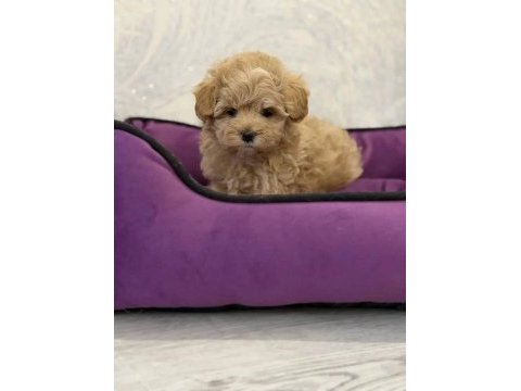 Kore maltipoo yavrular