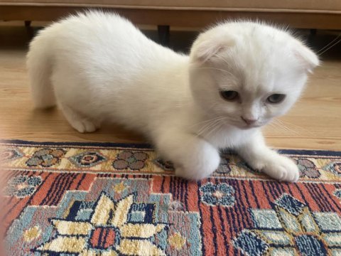 Asil kızımızın asil yavrusu scottish fold