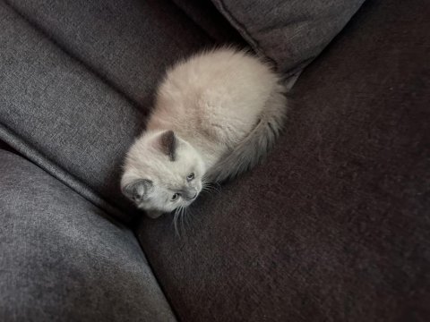 British shorthair mükemmel tüylere sahip