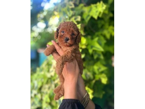 Toy poodle yavrularımız ruhsatlı çiftliğimizden