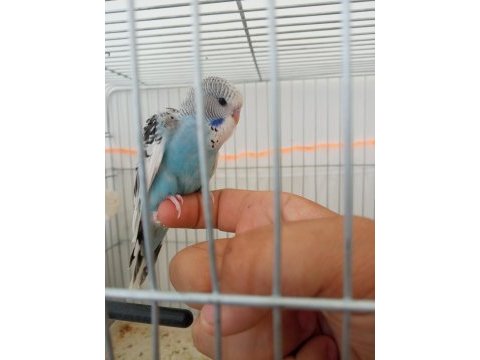 Jumbo yavru muhabbet kuşu