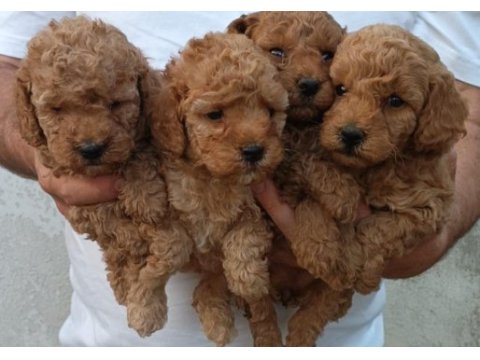 Kaliteli toy poodle yavrular renkler mevcut