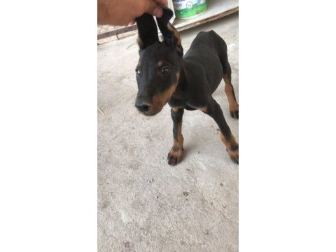 Sahiplendirme doberman