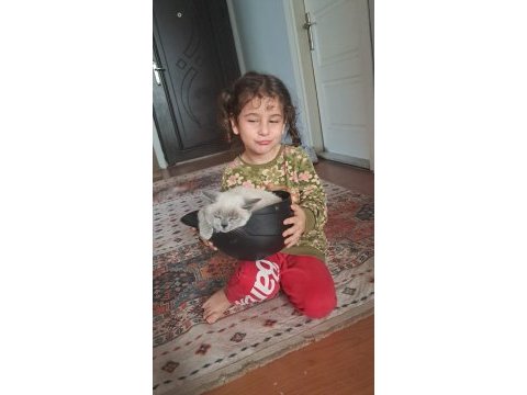 Kedime eş arıyorum aynı cins olmasını istiyorum