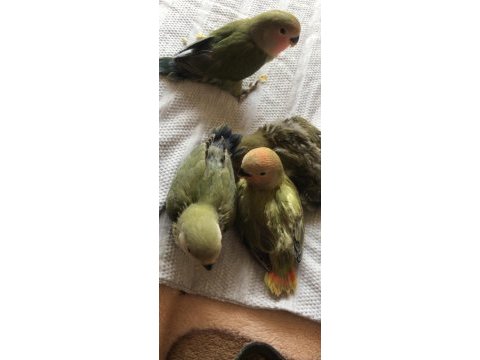 Yavru sevda papağanlar yeni yeme düşmeye başladı