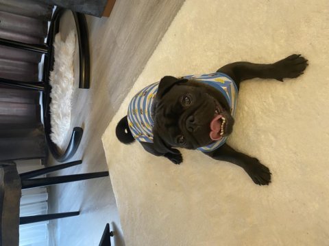 Yetişkin siyah pug