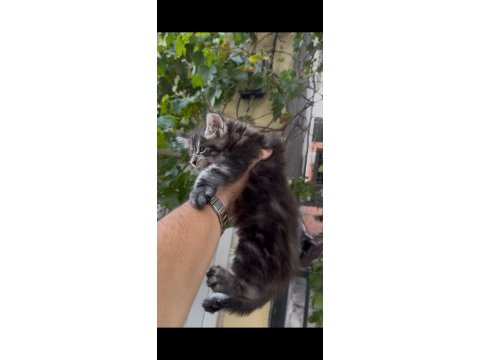 Anne babası üst düzey maine coon bebeklerimiz