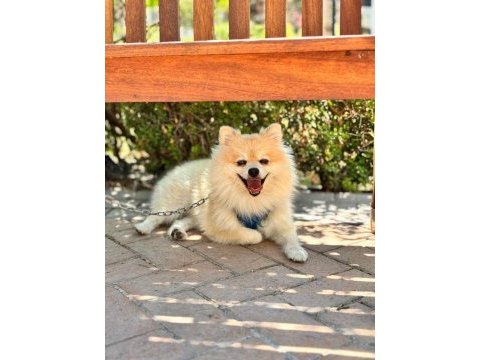 Köpeğimiz kuki için ömürlük yuvasını arıyoruz