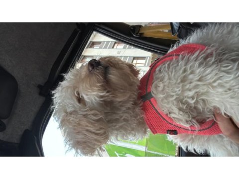 Maltipoo kızımızı sahiplendiriyoruz